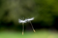 am seidenen Faden.jpg